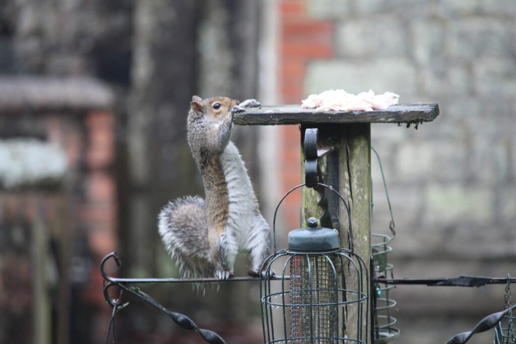 A grey squirrel stretches upward, standing on its hind legs atop a metal garden frame, reaching for pieces of food on a wooden platform with a stone wall and brick in the blurry background. Bird feeders hang below the platform.