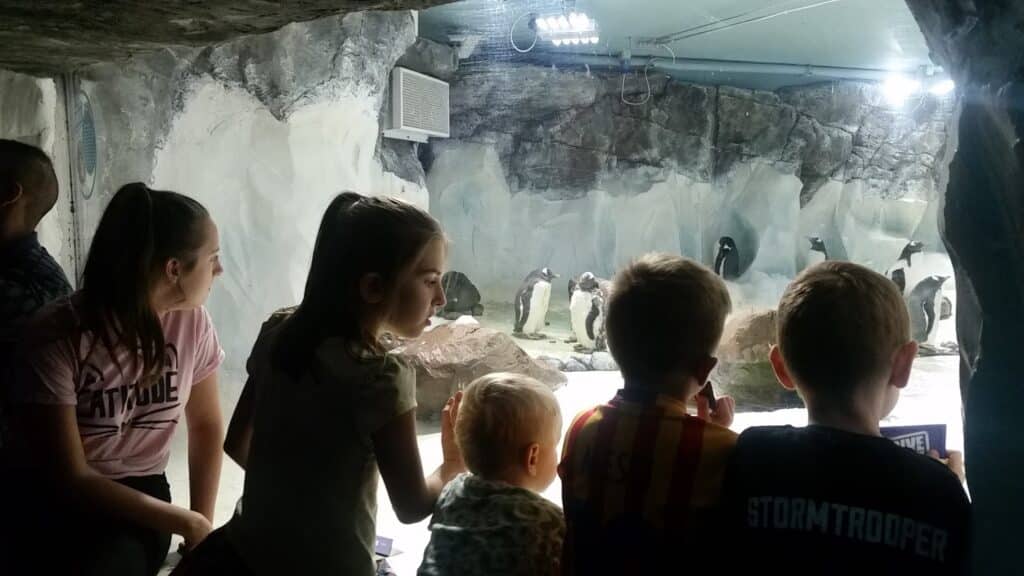 Five children sit inside an indoor viewing area, looking through glass at penguins standing and walking on snowy rocks in a zoo or aquarium exhibit. The room is dimly lit, with artificial rocks and lights above the penguin habitat.
