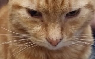 A close-up of a ginger tabby cat with a serious expression, looking slightly downward. The cat has light green eyes, prominent whiskers, and a soft, orange-striped coat. The background is blurred, showing hints of a person and furniture.