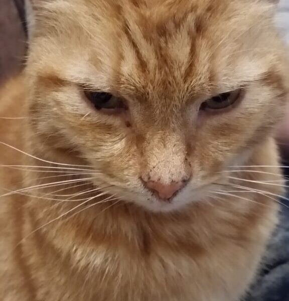 A close-up of a ginger tabby cat with a serious expression, looking slightly downward. The cat has light green eyes, prominent whiskers, and a soft, orange-striped coat. The background is blurred, showing hints of a person and furniture.