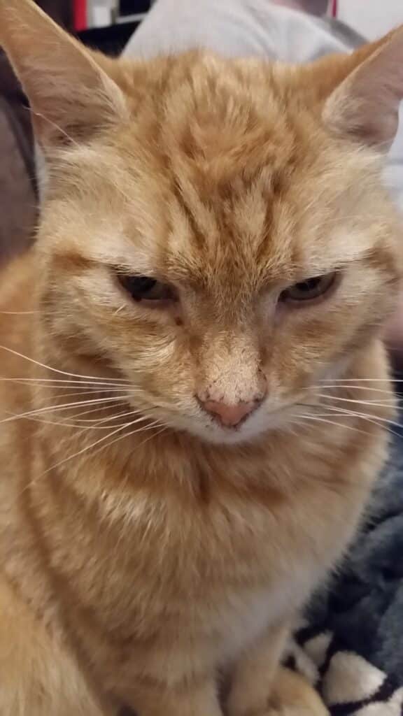 A close-up of a ginger tabby cat with light green eyes, sitting upright. The cat’s fur is a mix of orange and cream, and its expression appears calm or slightly serious. The background is blurred, showing hints of fabric and another object.