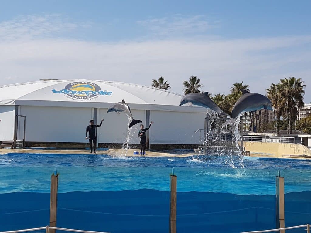 Two dolphins leap out of a blue pool in front of two trainers at a marine park. Water splashes beneath them. Behind, a white dome building with "Loro Parque" signage is visible, along with palm trees and a clear, sunny sky.