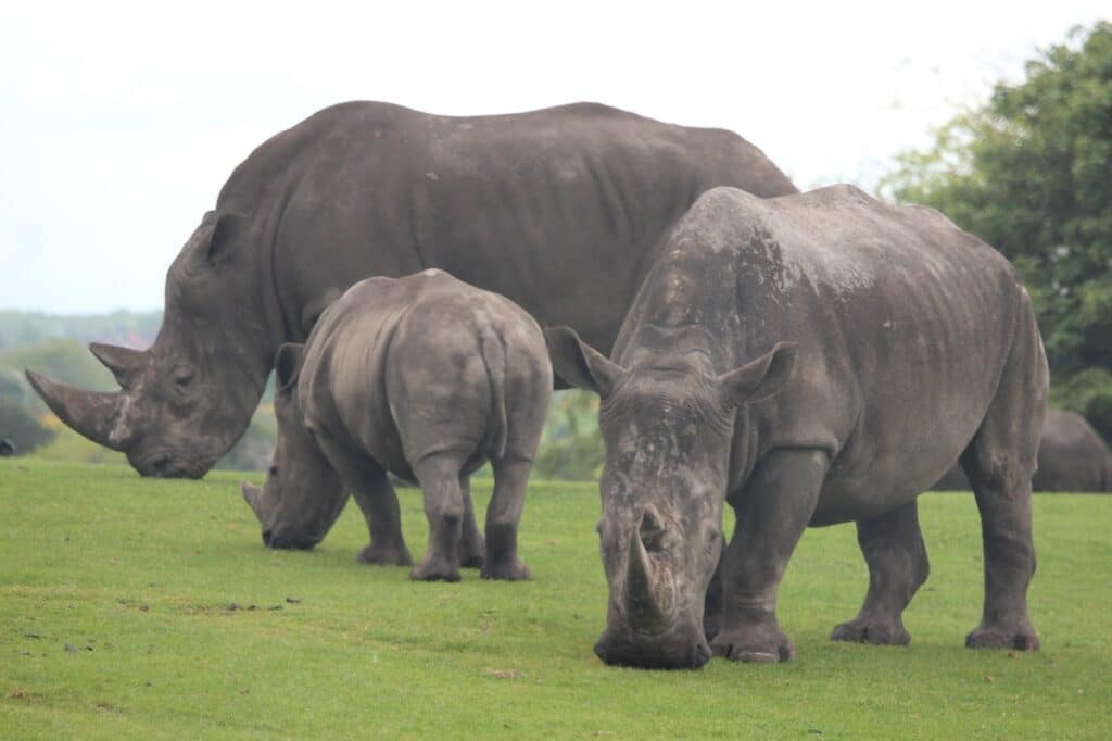 Three rhinoceroses stand on bright green grass; two are grazing with heads down whilst one looks up at the camera. Trees and cloudy sky are visible in the background, creating a natural and serene scene.