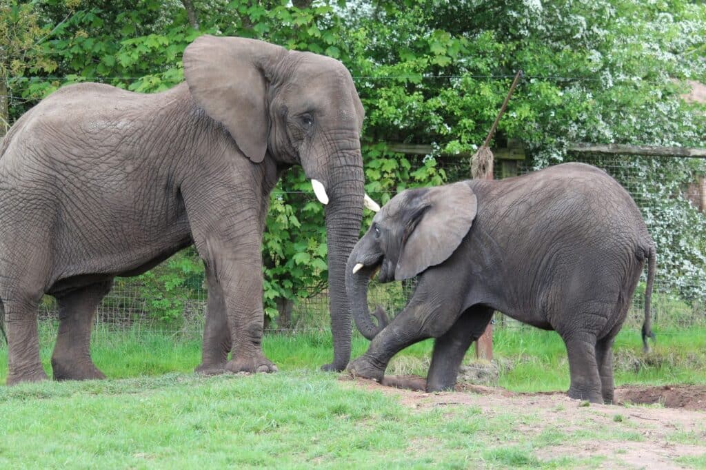 Two elephants stand facing each other on grassy ground; one is large with long tusks, the other is smaller, lifting a front leg as if stepping forward. Green trees and a wire fence are visible in the background.