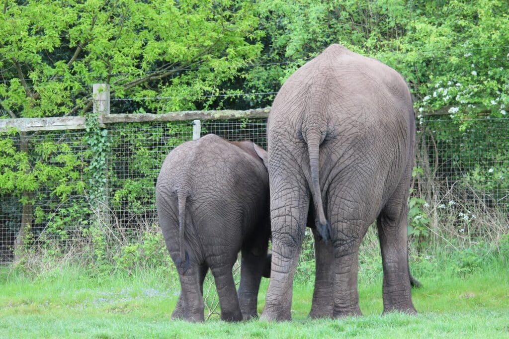 Two elephants, one adult and one juvenile, stand side by side with their backs to the camera in a grassy enclosure. A wire fence and lush green foliage are visible in the background. The elephants’ wrinkled grey skin is clearly visible.
