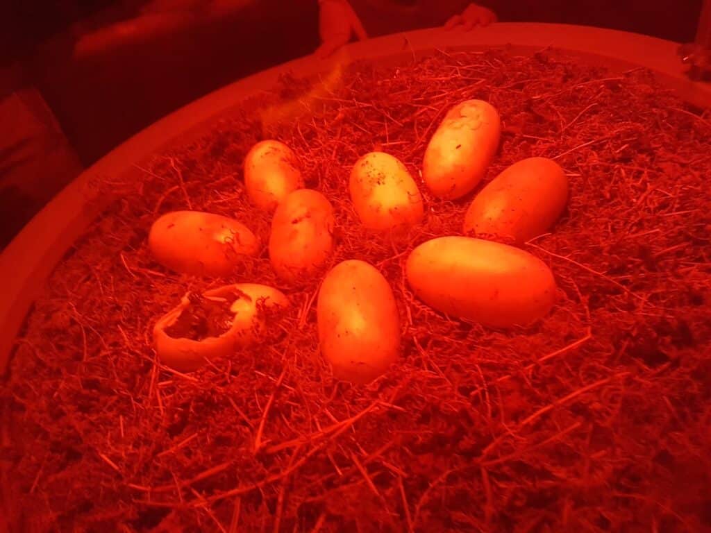 A cluster of large reptile eggs sits on brown moss under red lighting; one egg is cracked open with a baby reptile partially emerging, whilst the others remain intact. Hands of two people are faintly visible at the edge of the scene.