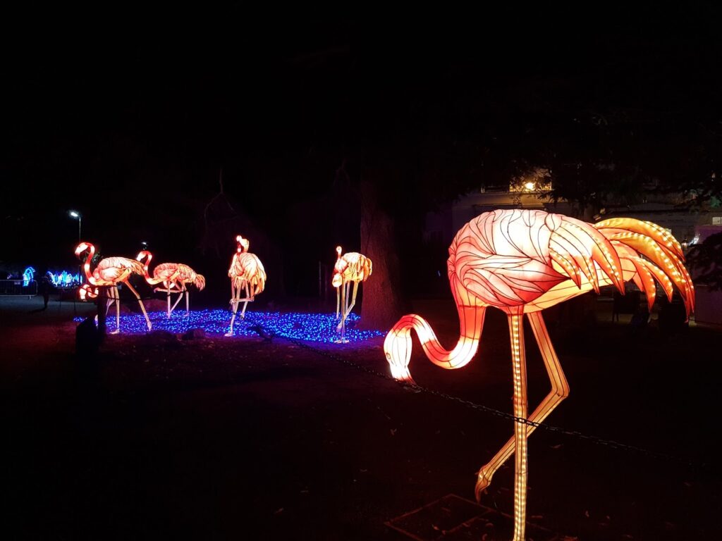 Illuminated flamingo sculptures glow in pink and orange hues at night. Five flamingos stand on dark ground, some near blue lights resembling water, with trees and dim outdoor lighting in the background. The scene is festive and whimsical.