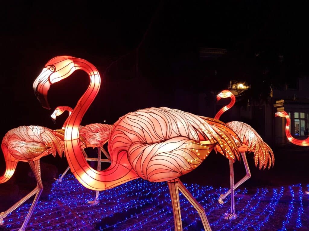 Large illuminated flamingo lanterns glow pink and orange against a dark night backdrop. Blue fairy lights on the ground create a water effect beneath the flamingos. The scene appears festive and artistic, likely part of an outdoor light display.