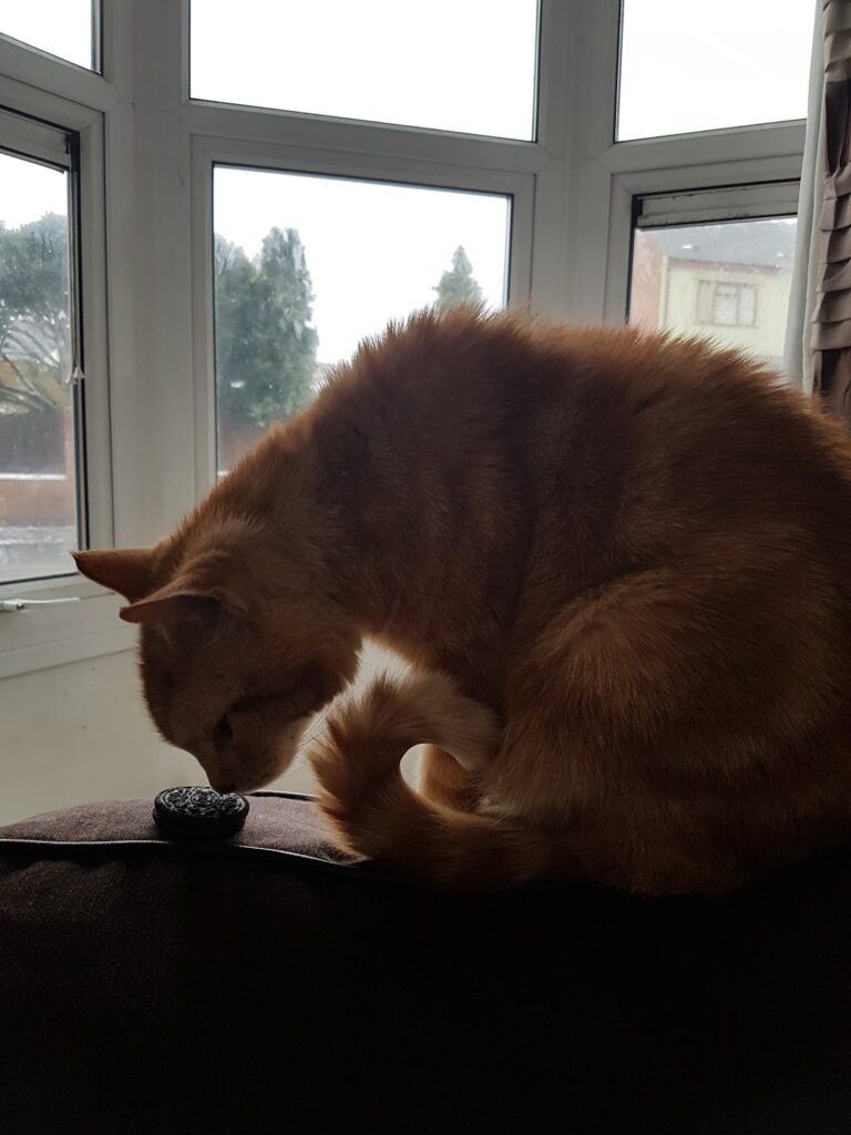 A ginger cat sits on a dark surface near a bay window on a cloudy day, intently sniffing or inspecting a small round black object. The cat’s tail is curled, and trees and houses are visible outside through the rain-speckled windows.