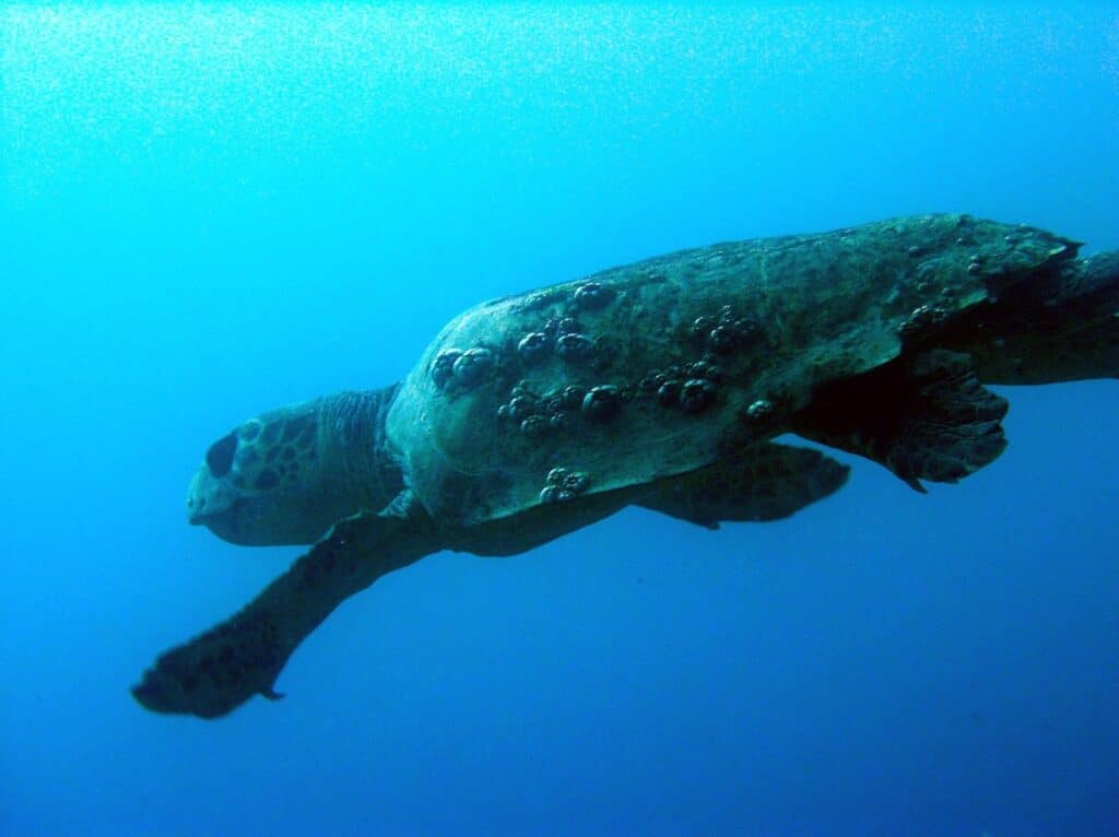 A sea turtle with barnacles on its shell swims gracefully underwater, surrounded by a deep blue ocean. The turtle's flippers are extended and its head is slightly turned, with light filtering through the water above.