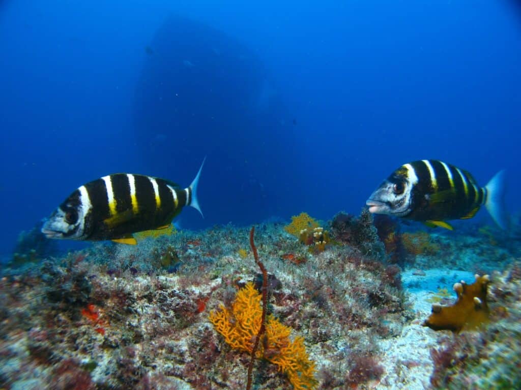 Two black-and-yellow striped fish swim near colourful coral and sea plants on the ocean floor. Blue water surrounds them, and the shadowy outline of a large shipwreck is visible in the background, partially obscured by the water.