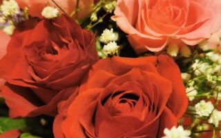 A close-up of a bouquet featuring deep red and soft pink roses, accented by delicate clusters of small white baby's breath flowers, with a blurred background that highlights the vibrant colours and soft textures of the petals.