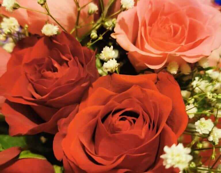 A close-up of a bouquet featuring deep red and soft pink roses, accented by delicate clusters of small white baby's breath flowers, with a blurred background that highlights the vibrant colours and soft textures of the petals.