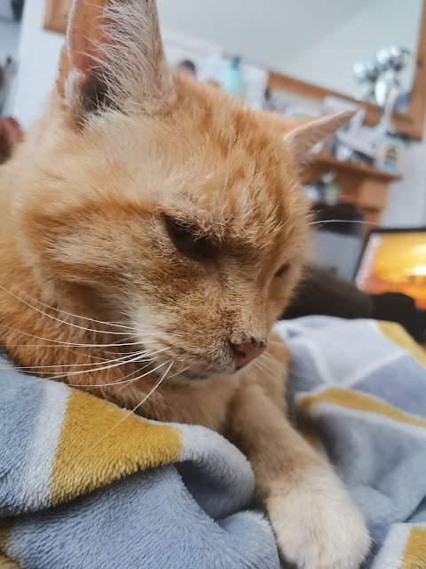 A close-up of a ginger tabby cat lying on a blue, grey, and yellow blanket. The cat appears relaxed with half-closed eyes. In the blurred background, shelves and a computer monitor with a sunset on the screen are visible.