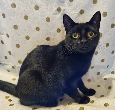 A sleek black cat with wide yellow eyes sits on a white fabric decorated with gold polka dots. The cat is facing slightly to the right, with its body turned and its head looking towards the camera, ears alert and whiskers visible.