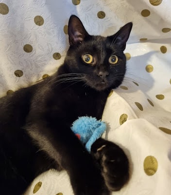 A black cat with wide yellow eyes lies on a white blanket with gold polka dots, holding a small blue soft toy. The cat looks alert and slightly surprised, and its fur contrasts with the lighter, patterned background.