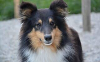A close-up of a Shetland Sheepdog with a fluffy black, white, and tan coat. The dog has upright, pointed ears, dark expressive eyes, and is standing outdoors on gravel with a blurred background of green and wooden posts.