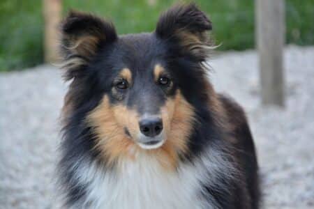 A close-up of a Shetland Sheepdog with a fluffy black, white, and tan coat. The dog has upright, pointed ears, dark expressive eyes, and is standing outdoors on gravel with a blurred background of green and wooden posts.