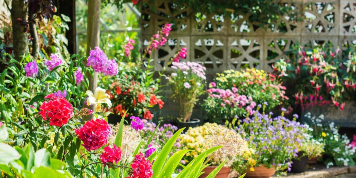 A vibrant garden with blooming pink, red, and purple flowers, lush green foliage, and potted plants. Sunlight highlights the colourful blossoms. A stone wall with geometric cut-outs serves as the backdrop, with climbing plants partially covering it.