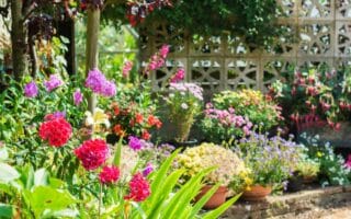 A vibrant garden with blooming pink, red, and purple flowers, lush green foliage, and potted plants. Sunlight highlights the colourful blossoms. A stone wall with geometric cut-outs serves as the backdrop, with climbing plants partially covering it.