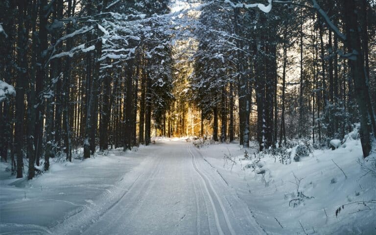 A snow-covered road with trees and a path through it.