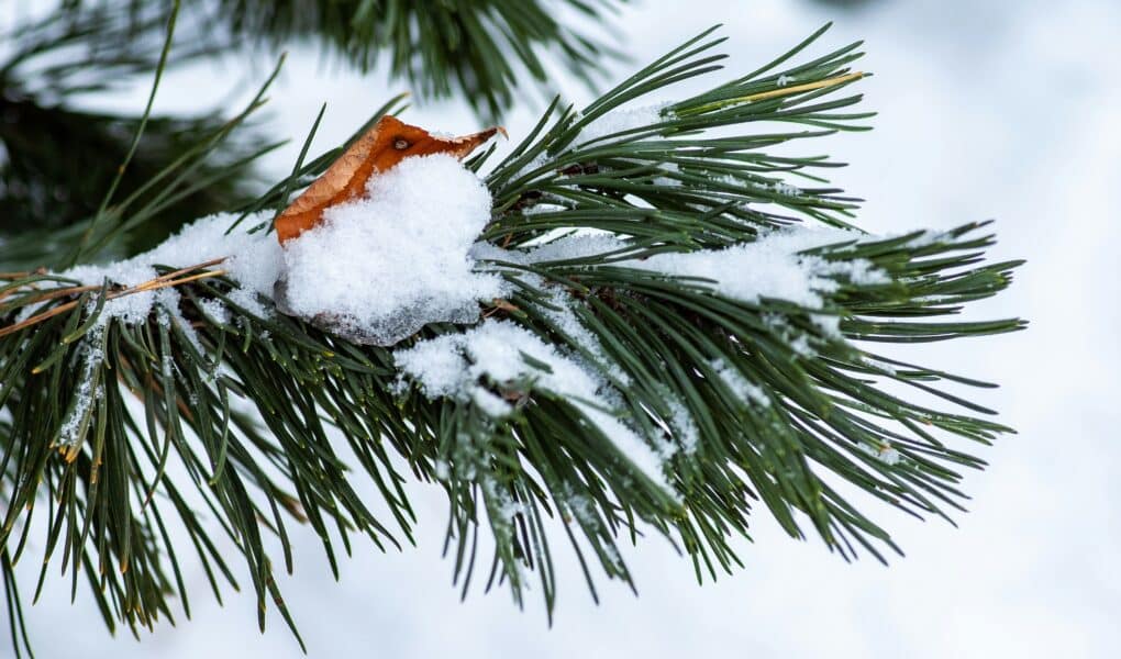 A close-up of a pine tree branch covered with fresh snow. Among the green pine needles, a single brown leaf is partially buried in the snow. The background is out of focus and white, indicating a snowy landscape.