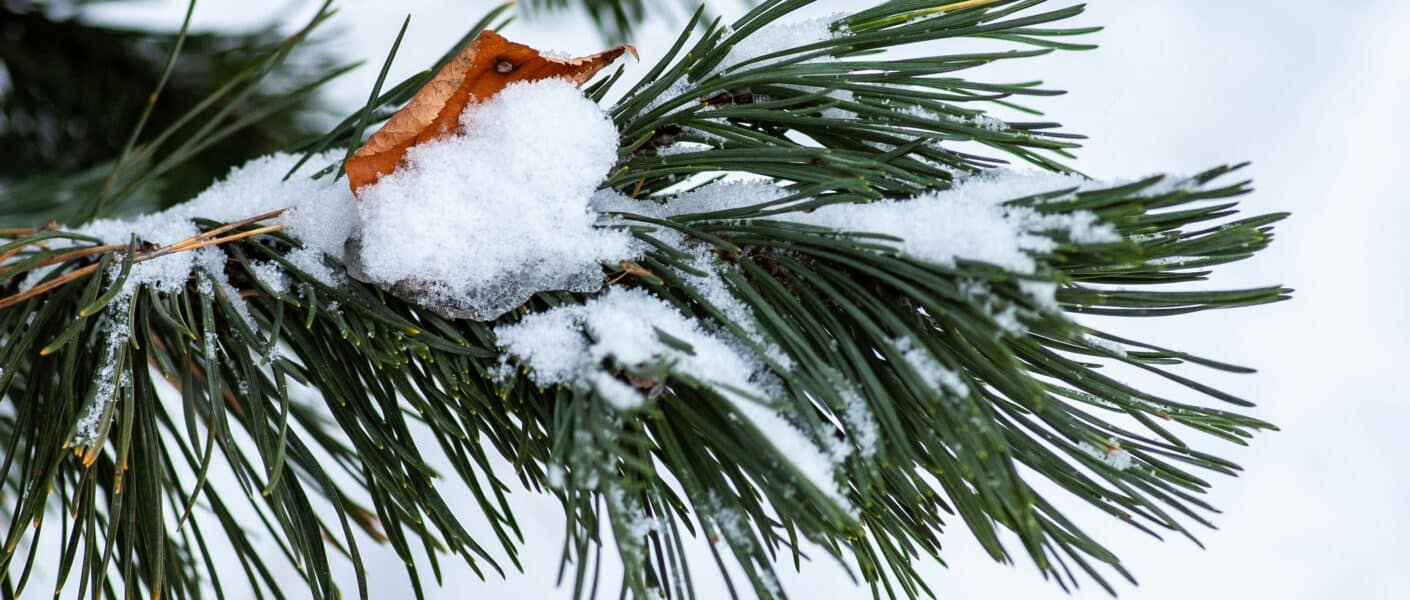 A close-up of a pine tree branch covered with fresh snow. Among the green pine needles, a single brown leaf is partially buried in the snow. The background is out of focus and white, indicating a snowy landscape.
