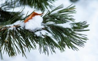 A close-up of a pine tree branch covered with fresh snow. Among the green pine needles, a single brown leaf is partially buried in the snow. The background is out of focus and white, indicating a snowy landscape.