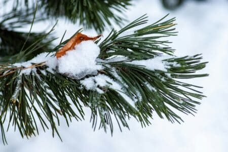A close-up of a pine tree branch covered with fresh snow. Among the green pine needles, a single brown leaf is partially buried in the snow. The background is out of focus and white, indicating a snowy landscape.
