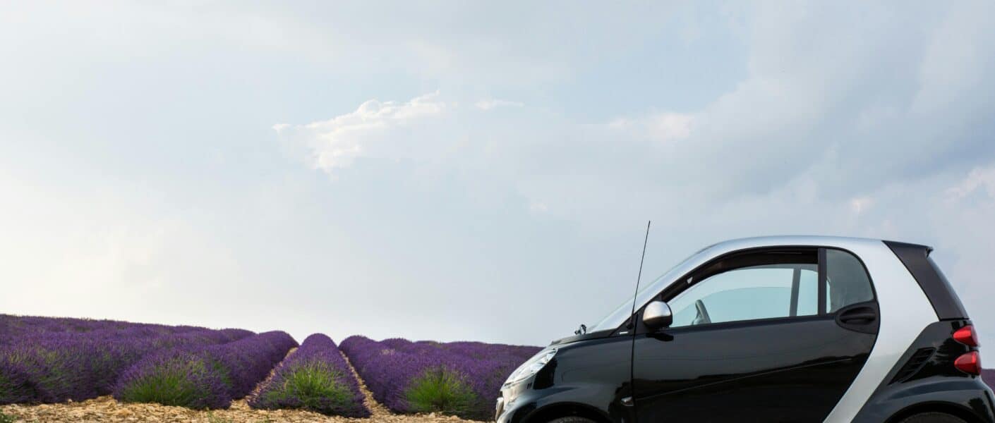 A car parked in a field of lavendar.
